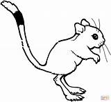 Rat Kangaroo Coloring Pages Cute Rats Drawing Cartoon Outline Clipart Draw Printable Color Cliparts Clip Library Colouring Categories Gif Attribution sketch template