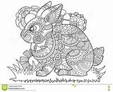 Bunny Coloring Rabbit Book Vector Adults Dreamstime Adult Illustration sketch template