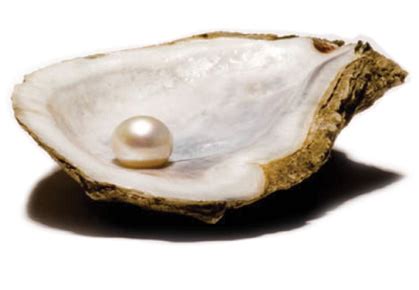 pearl education steven stone