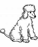 Poodle Coloring Standard Pages Printable Toy Poodles Color Chow Clipart Sheets Print Getcolorings Drawn Size Library sketch template