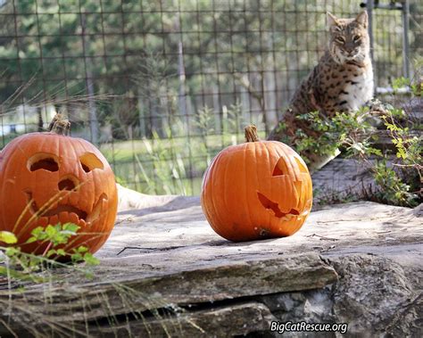 maryann   decide   pumpkins   trick   treat big cat rescue halloween