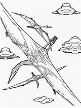 Pteranodon sketch template