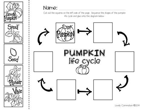 pumpkin life cycle fall kindergarten kindergarten science