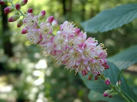 ruby spice summersweet clethra alnifolia ruby spice
