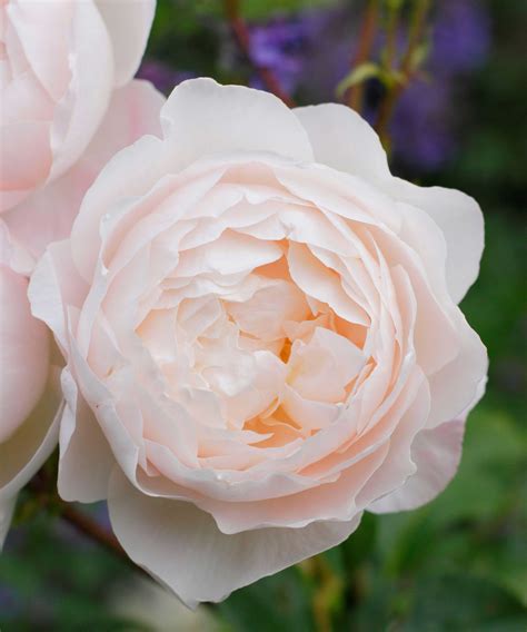 fragrant roses  scented varieties   garden