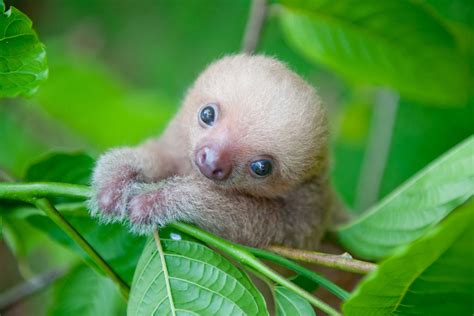 adorable sloth pictures     life readers digest