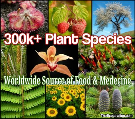 plant species   sumptuous world demonstration garden