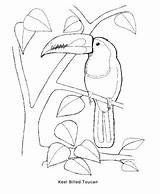 Toucan Coloring Billed Keel Designlooter 487px 12kb sketch template