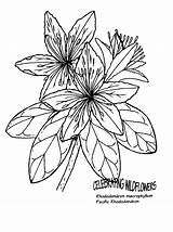 Rhododendron Coloring 65kb sketch template