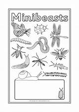 Topic Minibeasts Sparklebox sketch template