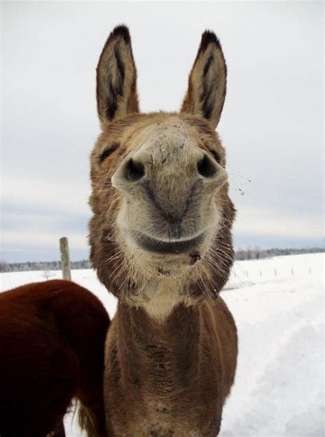 donkey cute pinterest happy feelings    smile
