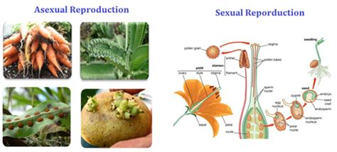 Reproduction Different Modes Of Plant Reproduction Byju S