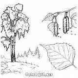 Tree Coloring Birch Poplar Trees Pages Colorkid sketch template