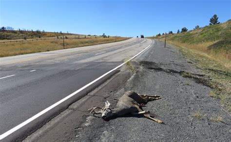 increased number  deer hit wyoming highways   game wardens