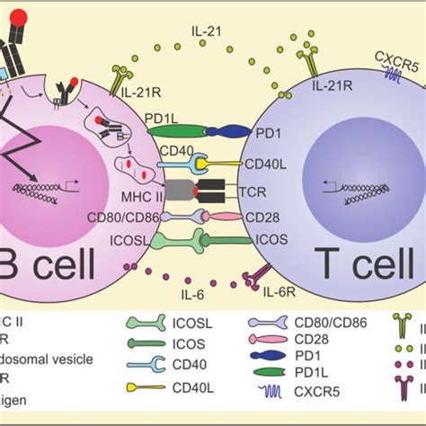 main functions  irf  murine  cell development hsc