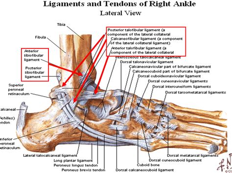 ankle ligaments  tendons anatomy picture reference  health news