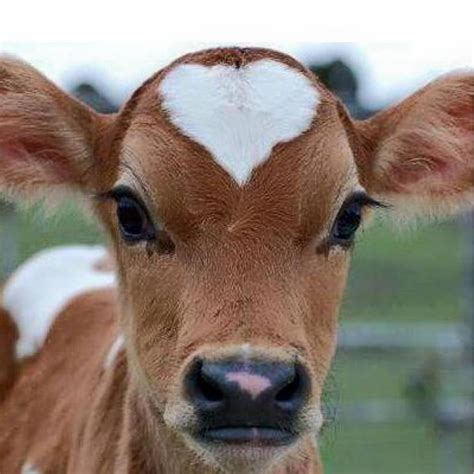 dont eat  calf  govegan cute cows cute animals animals