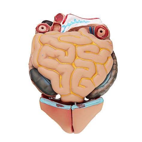 55cm Human Anatomy Unisex Torso Assembly Visceral Anatomical Model Sale