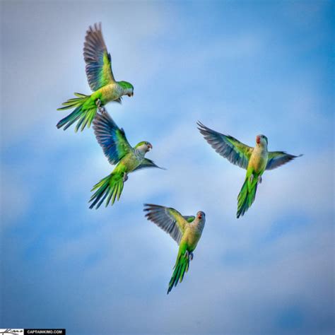 small   world   large    quaker parrots flying