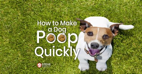 dog poop quickly