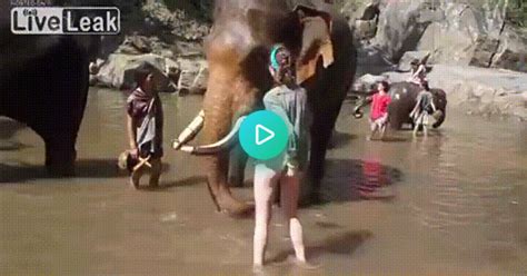 always gotta watch your ass around elephants on imgur