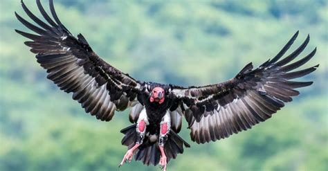 red headed vulture bird facts sarcogyps calvus   animals