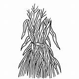 Corn Stalk Drawing Getdrawings Daisy Purple sketch template