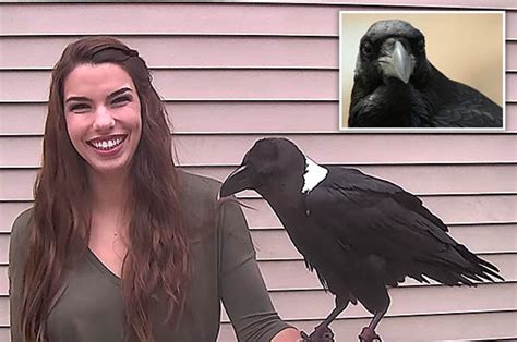 viewers shocked as woman proves ravens can talk to humans daily star