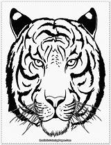Tiger Coloring Pages Face Drawing Realistic Head Tooth Adult Siberian Outline Saber Line Printable Color Tigers Animal Sabre Print Getcolorings sketch template
