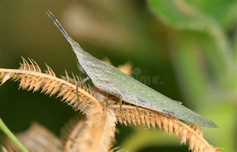 pointed head grasshopper stock image image  horn wing