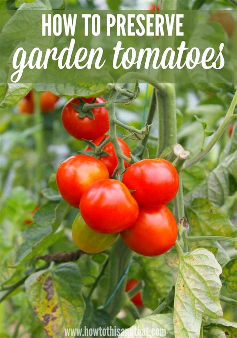 preserve tomatoes   garden tomato preserving tomatoes