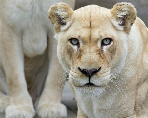 white lion images viewing gallery
