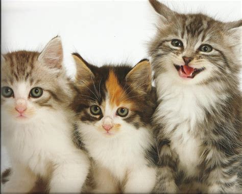 kittens cat cats kittens baby cute  wallpapers hd desktop