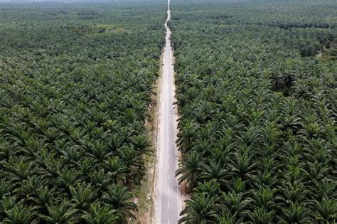Alih Fungsi Hutan Jadi Kebun Sawit Bikin Suhu Indonesia Makin Panas