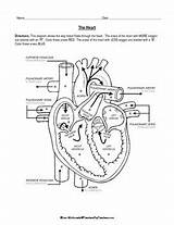 Heart Diagram System Cardiovascular Color Blood Anatomy Science Physiology Resources Coloring Through School Teacherspayteachers Cardiac Teaching Students Human Labeled Printable sketch template