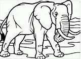 Gajah Mewarnai Sketsa Untuk Menggambar Paud Nyata Putih Hitam Tampak Hewan Binatang Herbivora Lucu Wikihow Besar Badannya sketch template