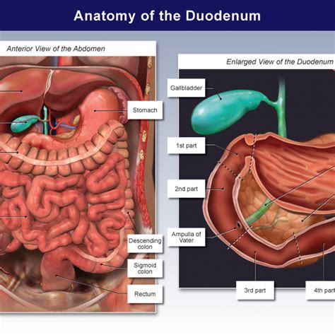 Anatomy Of The Duodenum Trialexhibits Inc