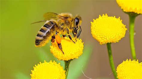 study identifies spread  bee disease  flowers news abc