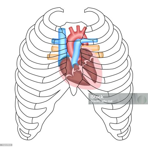 projection   heart cardiac anatomy heart ribs  sternum stock