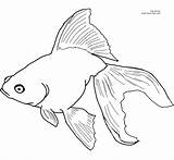 Fish Drawing Pencil Line Goldfish Drawn Getdrawings sketch template