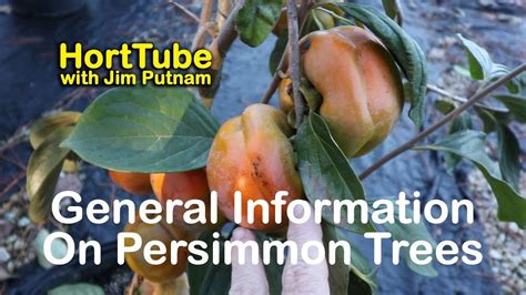 grow fuyu persimmons  details  native persimmons youtube