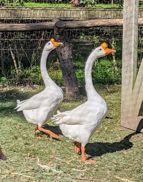 growing gaggle  geese  martha stewart blog
