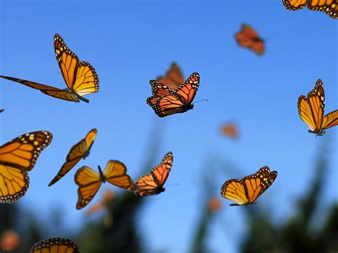 amazing monarch butterfly migration  blue marble