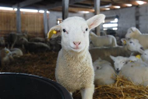 cute baby lamb aww