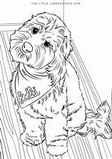 Coloring Pages Dog Goldendoodle Template sketch template