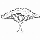 Tree Acacia Coloring African Pages Drawing Trees Arbre Savane Dessin Outline Coloriage Stencil Africa Arboles Surfnetkids Templates Nature Silhouette Printable sketch template