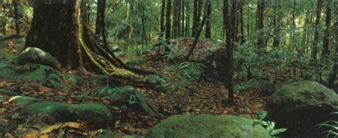 photograph  jungle  pulau langkawi
