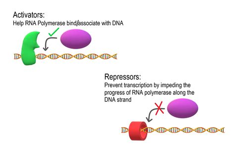 5 9 regulation of gene expression human biology