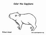 Capybara Coloring Rainforest Support Exploringnature Sponsors Wonderful Please sketch template