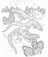 Coloring Desert Pages Printable Animals Gecko Animal Color Kids Adults Derby Colouring Sheets Adult Print Reptiles Library Getcolorings Plants Clipart sketch template